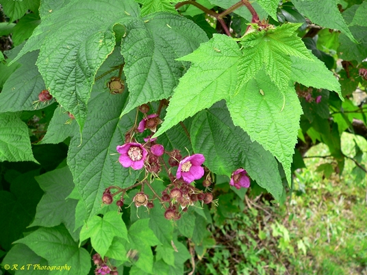{Rubus odoratus}